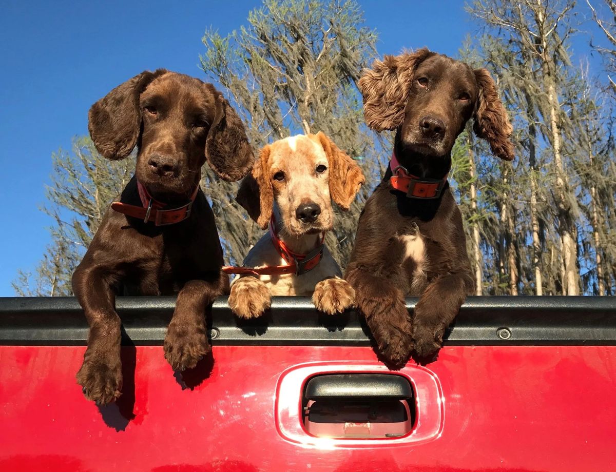 A group of hunters with guides and dogs after a quail hunt