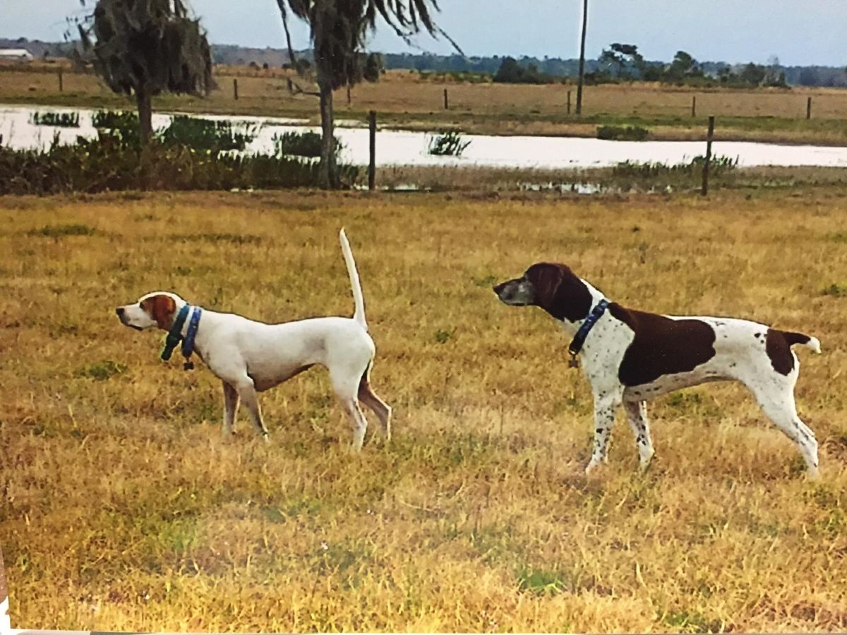 Two English pointers locked on point in native Florida wiregrass