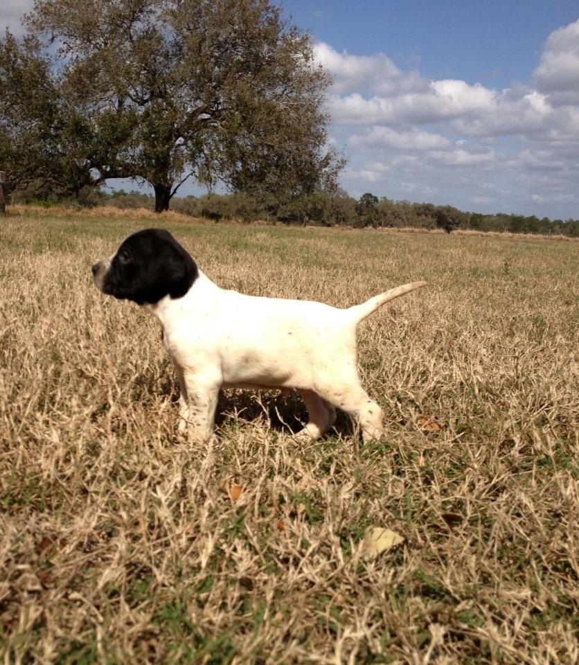 A pointer working the wiregrass and broom sage