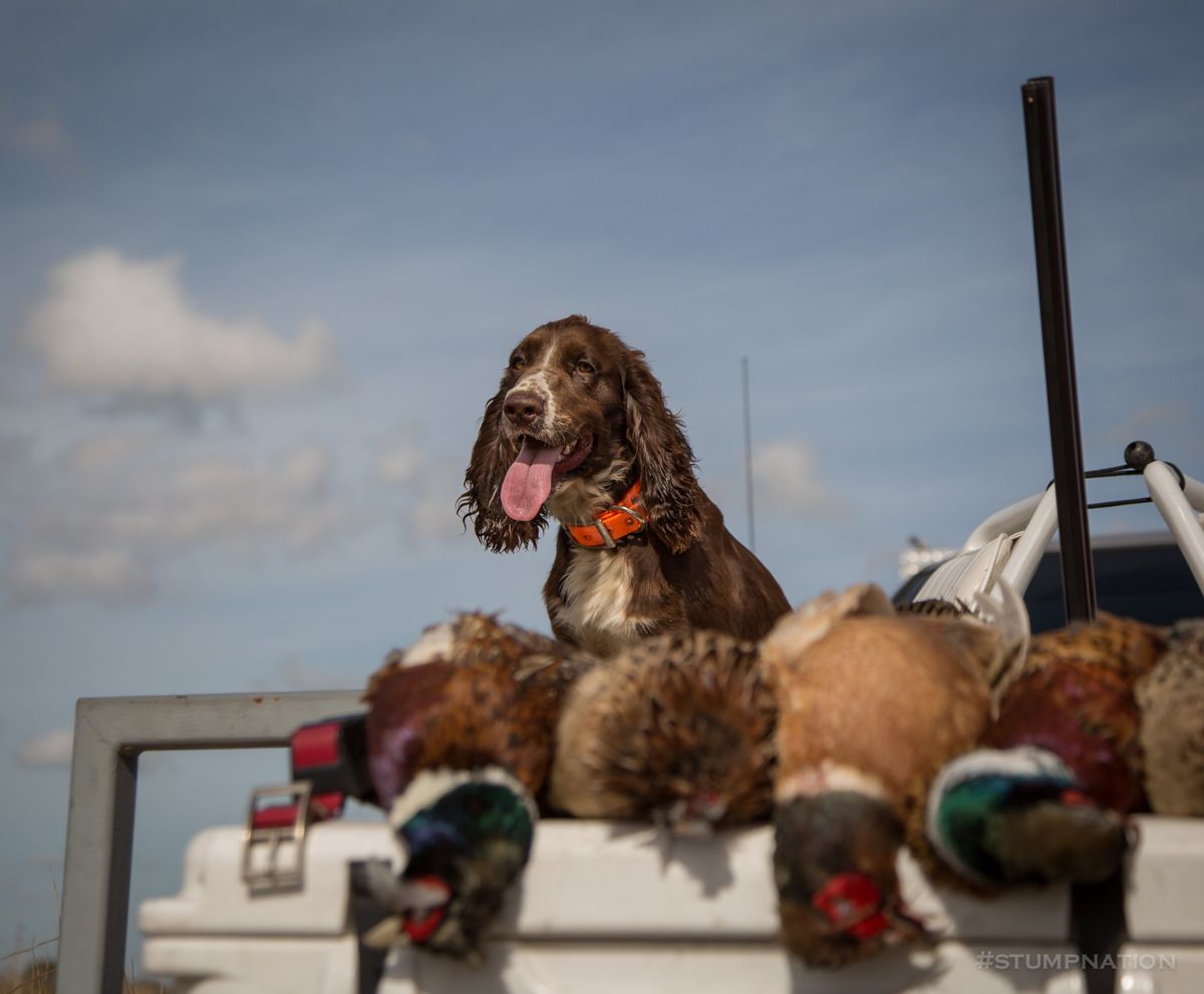 Spaniel on the quail buggy with the morning's birds