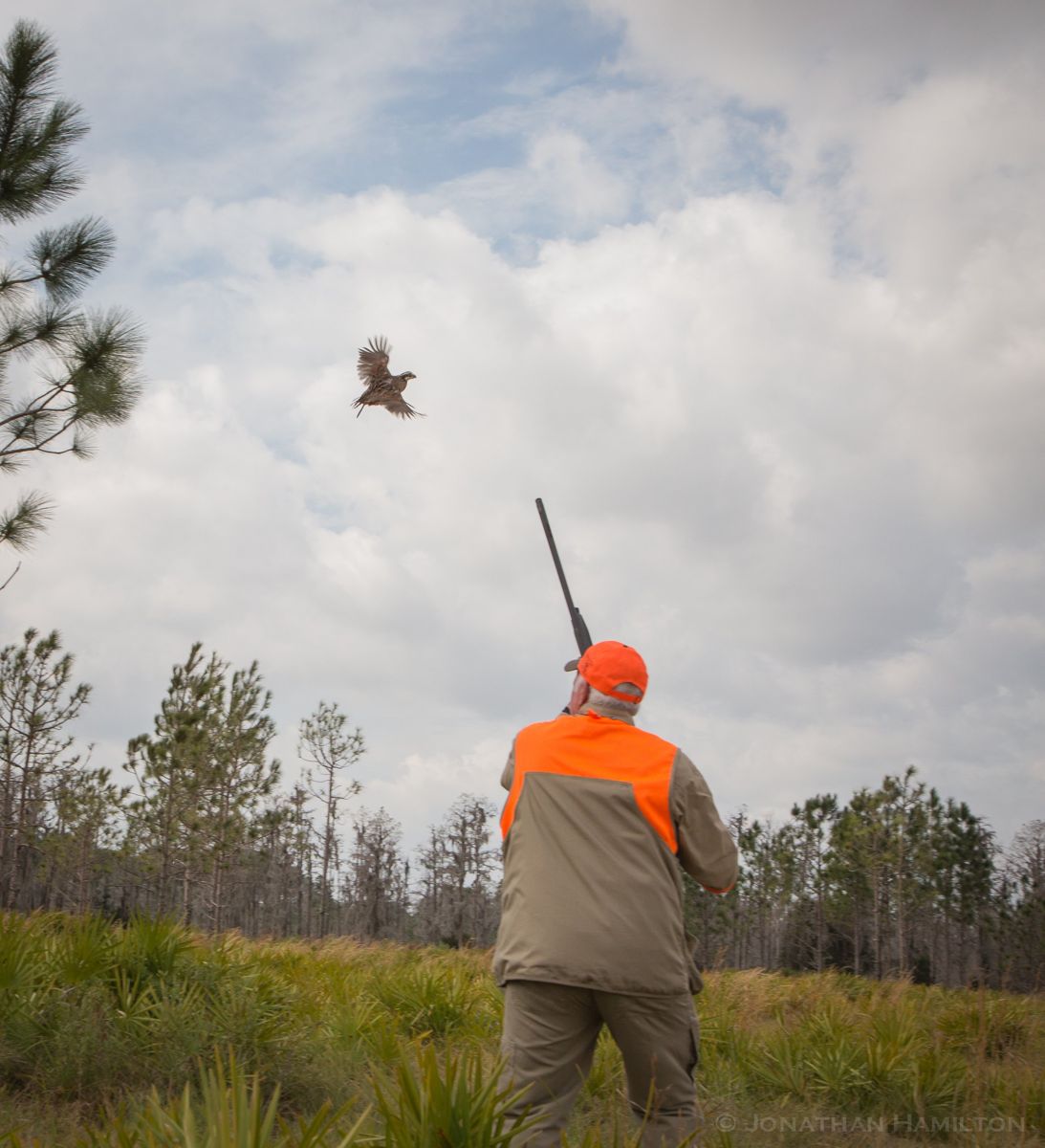 A wingshooter taking a bird over a working dog