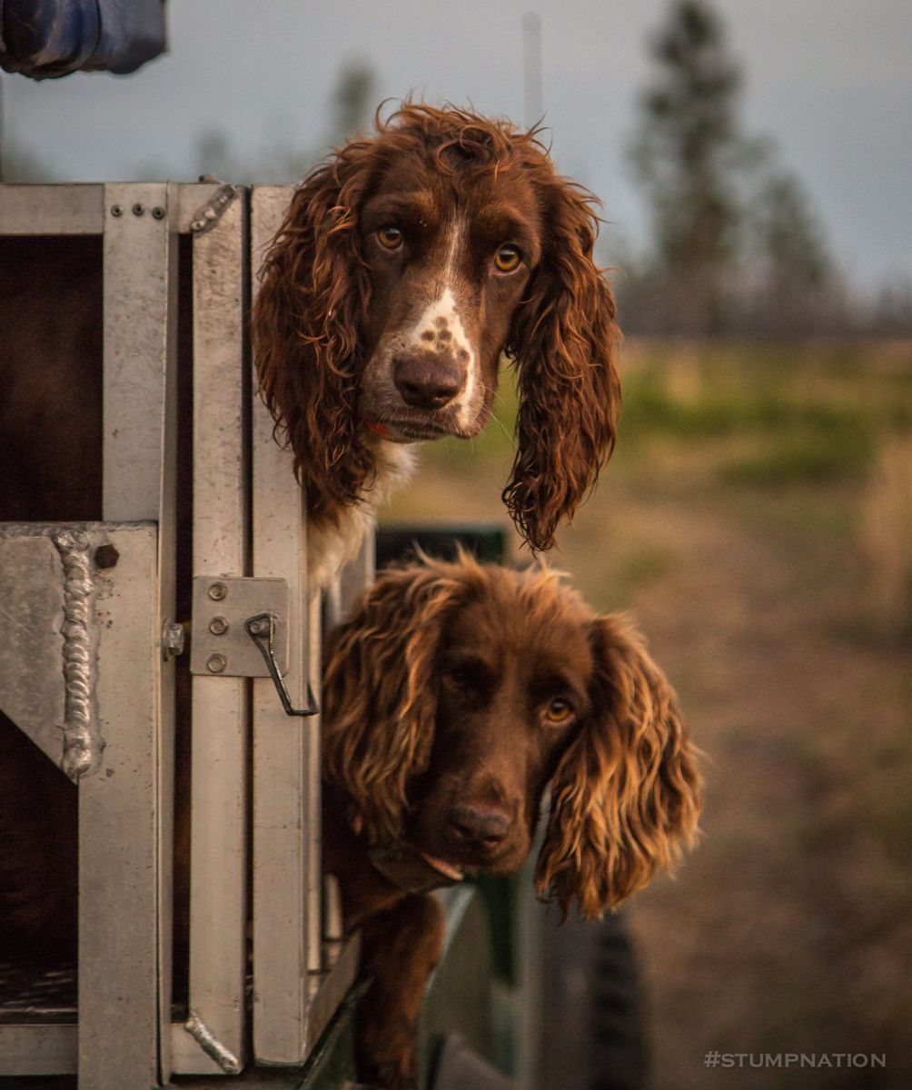 English cocker spaniels at the preserve