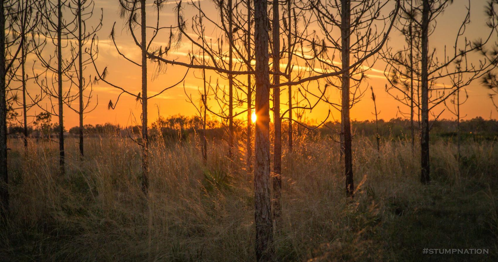 Florida pines silhouetted against a sunset