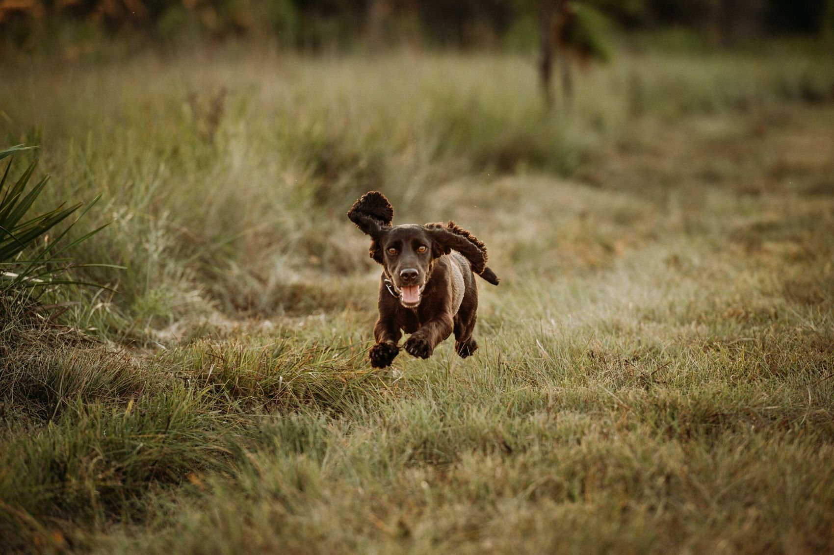 Chocolate Labrador retrieving a bird across the field