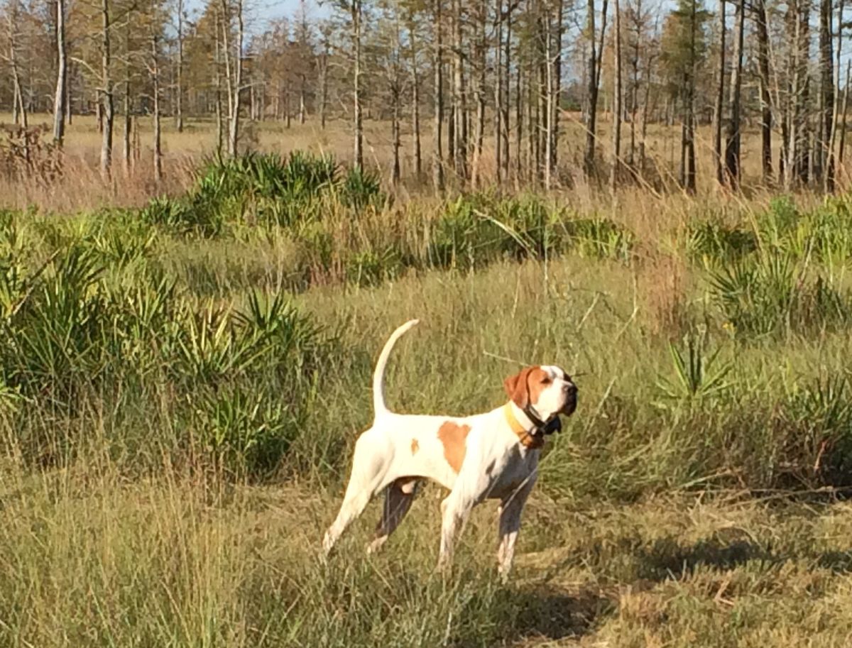 White pointer holding a staunch point